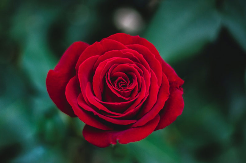 Blog - Rose Symbolism in Gifts: What Does the Red Rose Symbolize?