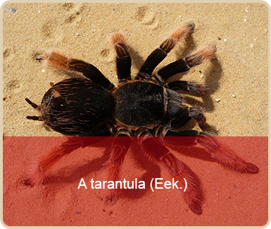 valentines day worst gift a tarantula